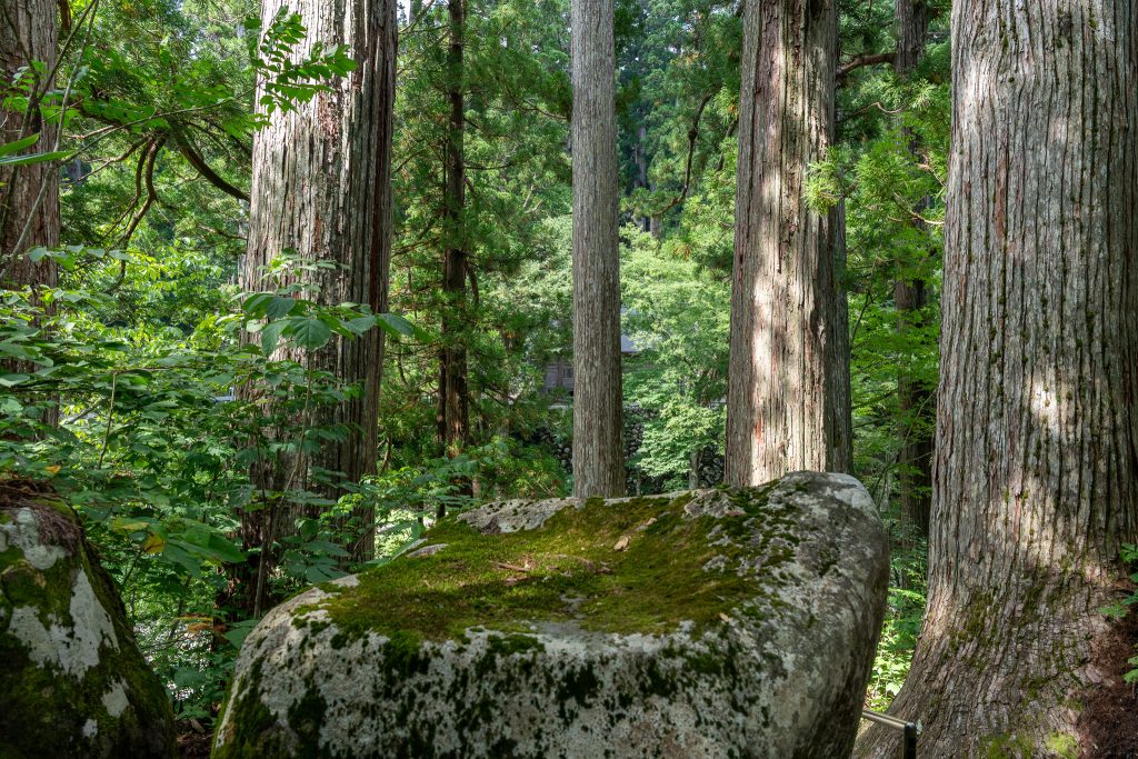 白山中居神社の杉群