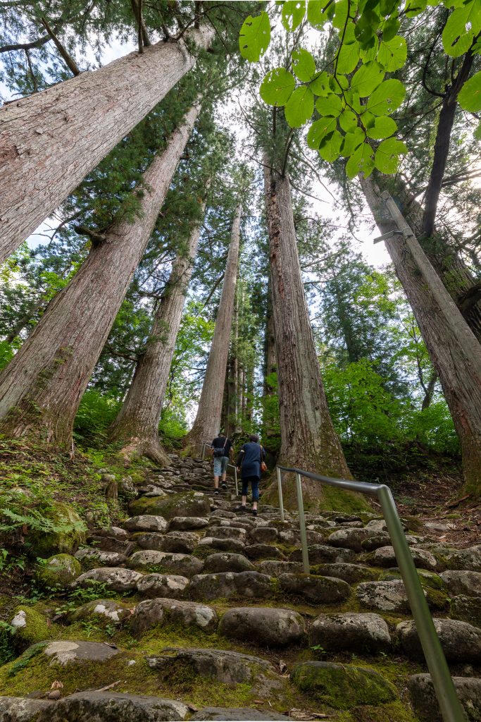 白山中居神社の杉群