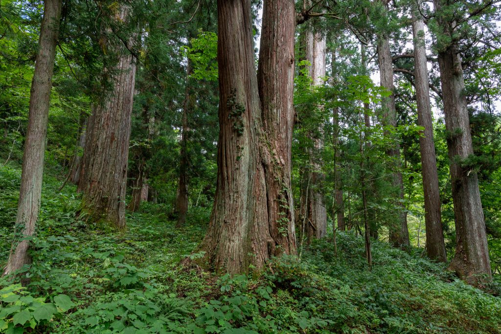 白山中居神社の杉群
