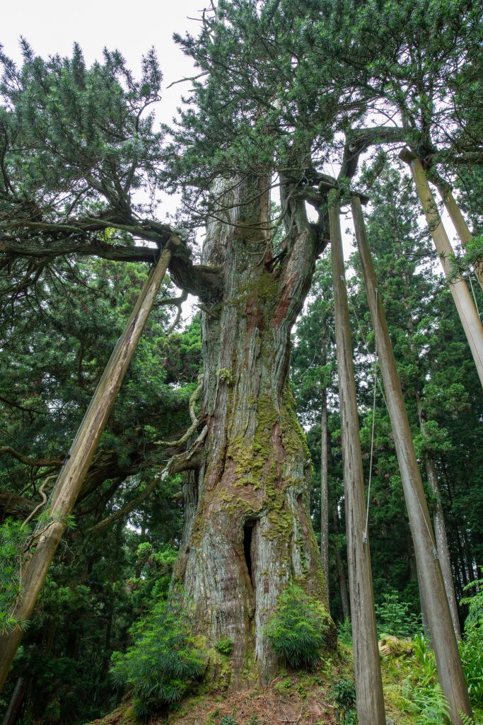 甘泉寺のコウヤマキ