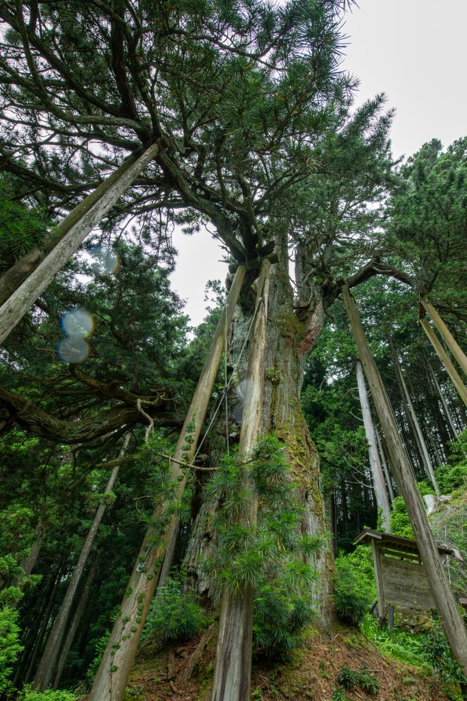 甘泉寺のコウヤマキ