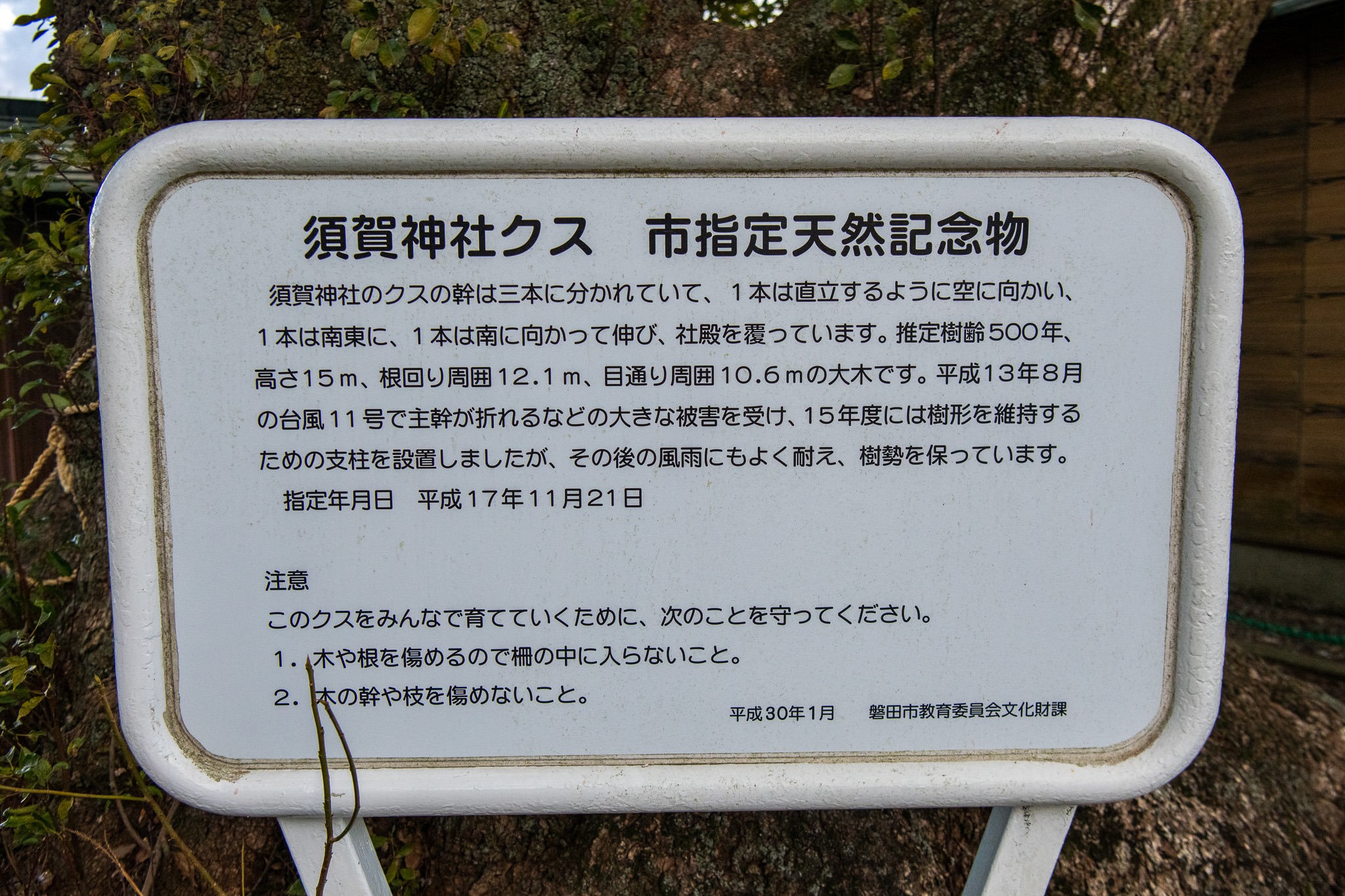 須賀神社大楠案内板