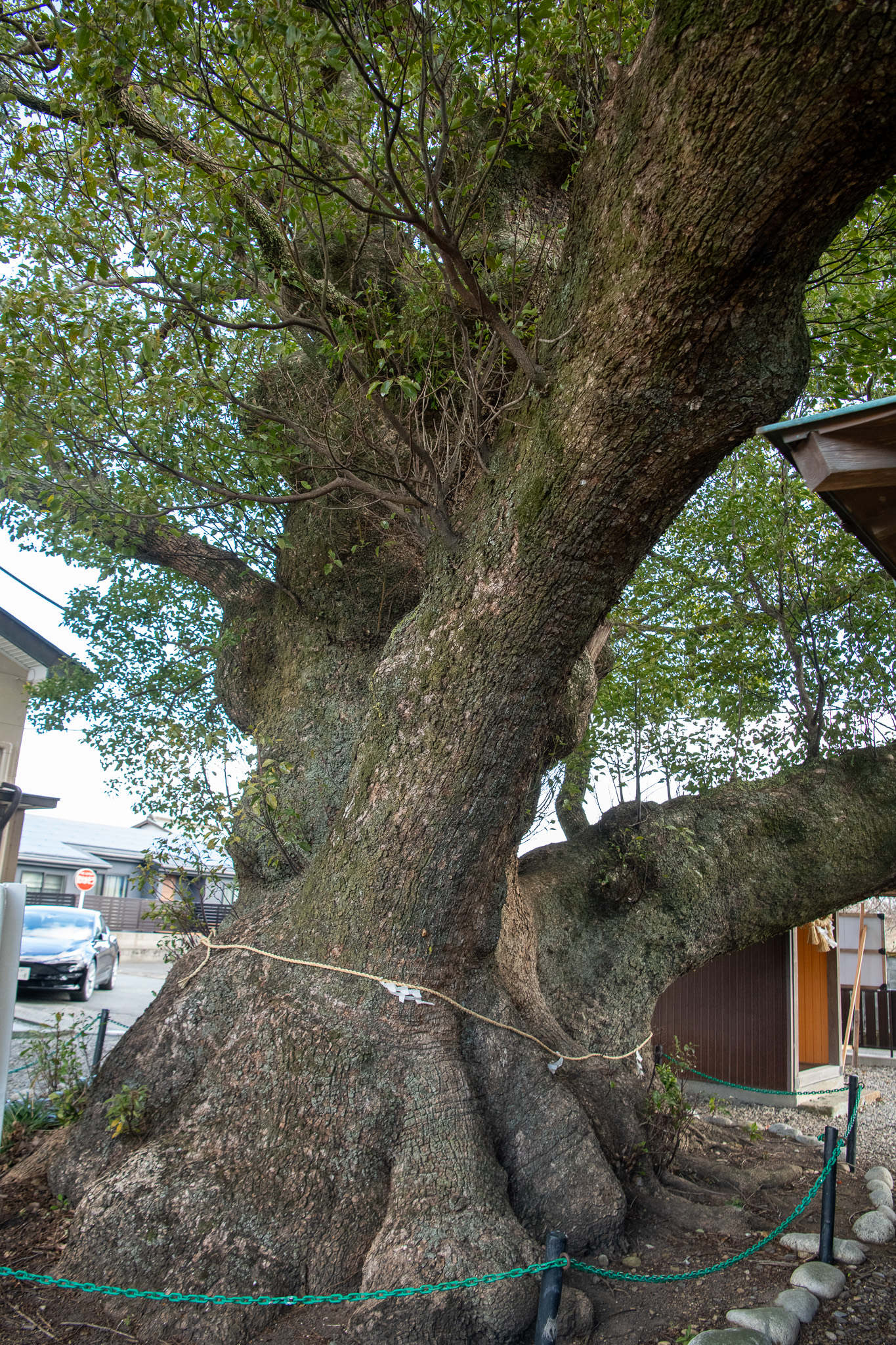 須賀神社大楠