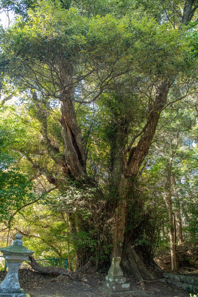 大頭龍神社のスダジイ