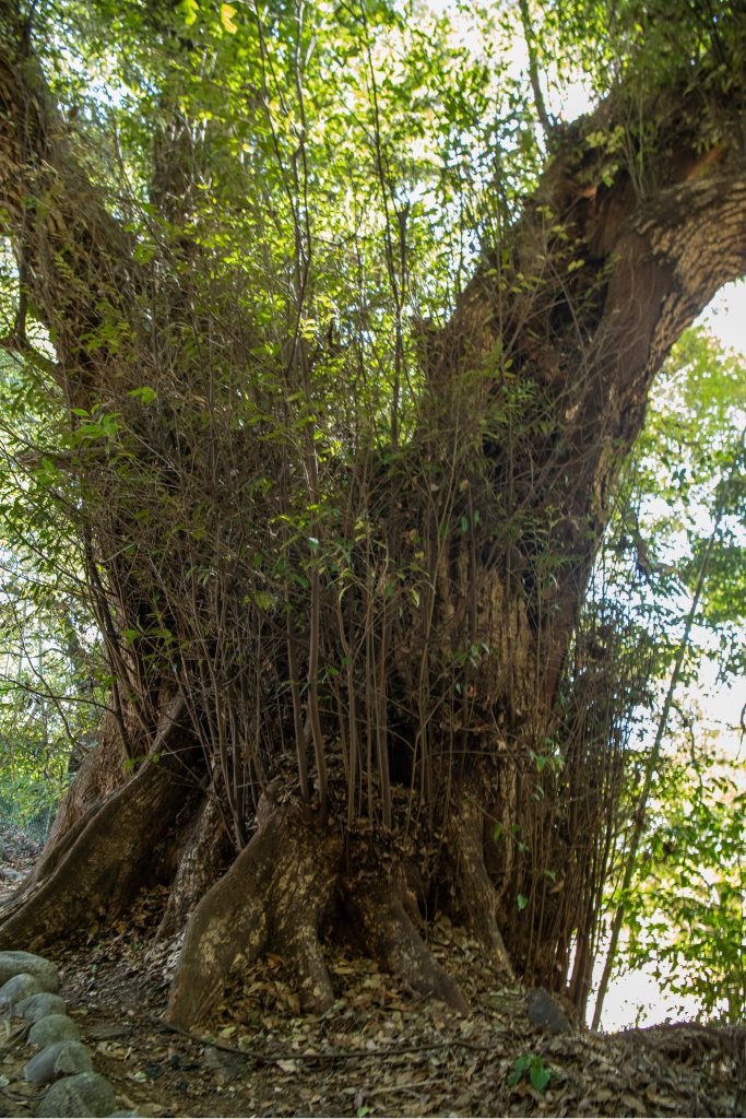大頭龍神社のスダジイ