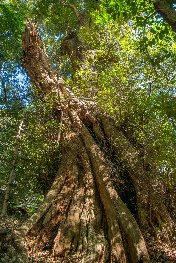 大頭龍神社のスダジイ