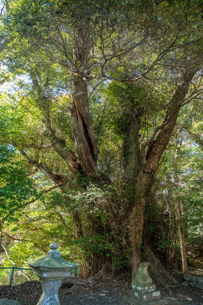 大頭龍神社のスダジイ