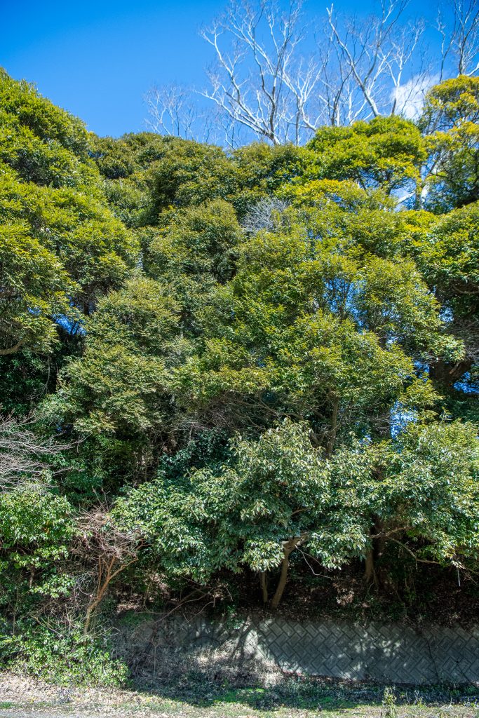 大頭龍神社のスダジイ