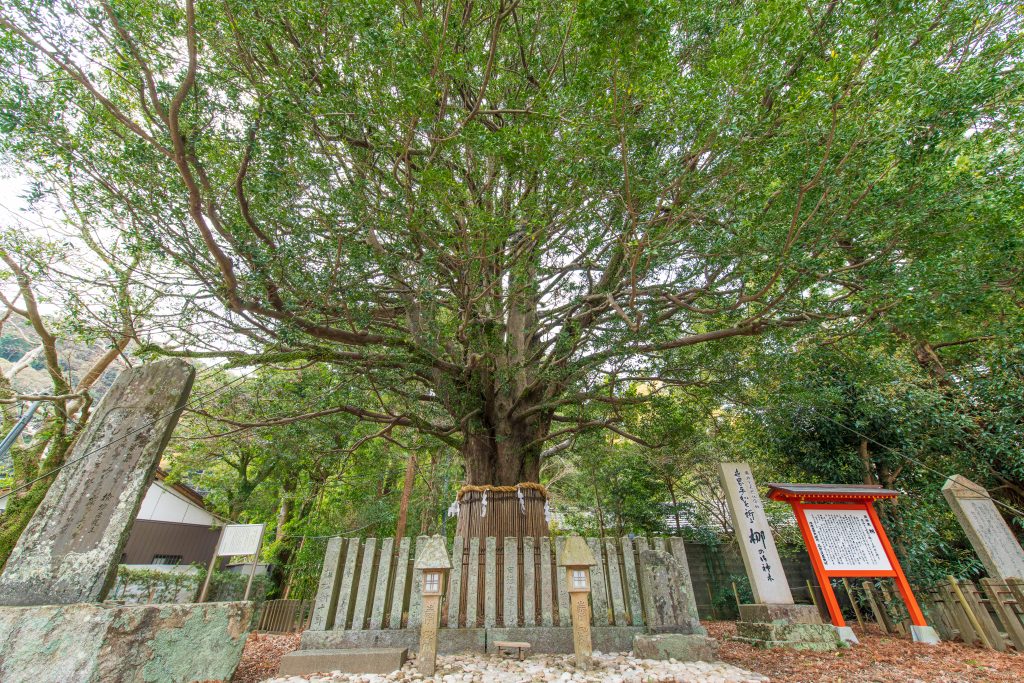 熊野速玉大社の梛