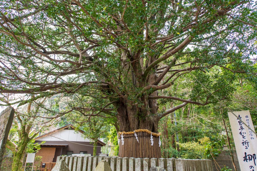 熊野速玉大社の梛