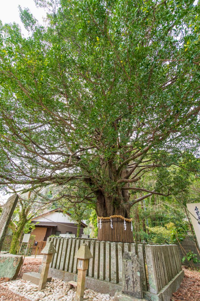 熊野速玉大社の梛