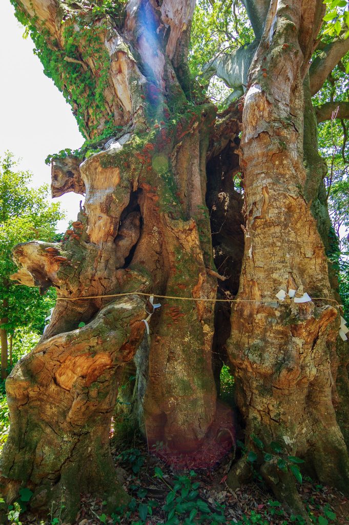 比波預天神ホルトの木