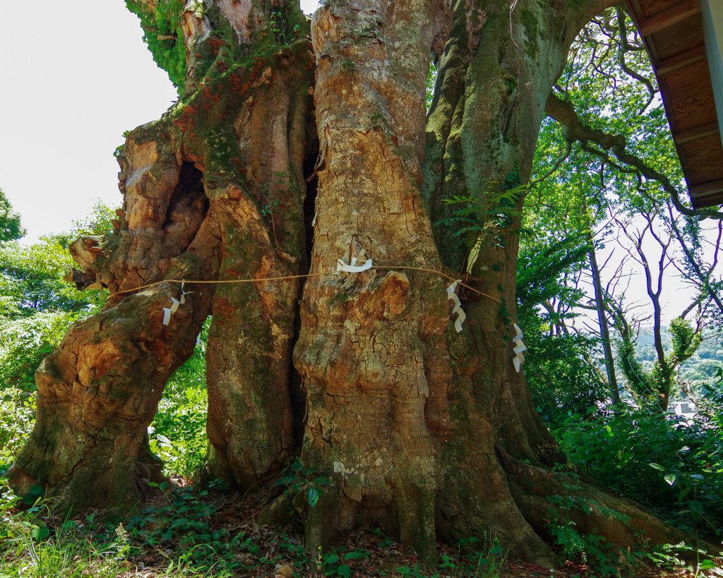 比波預天神ホルトの木