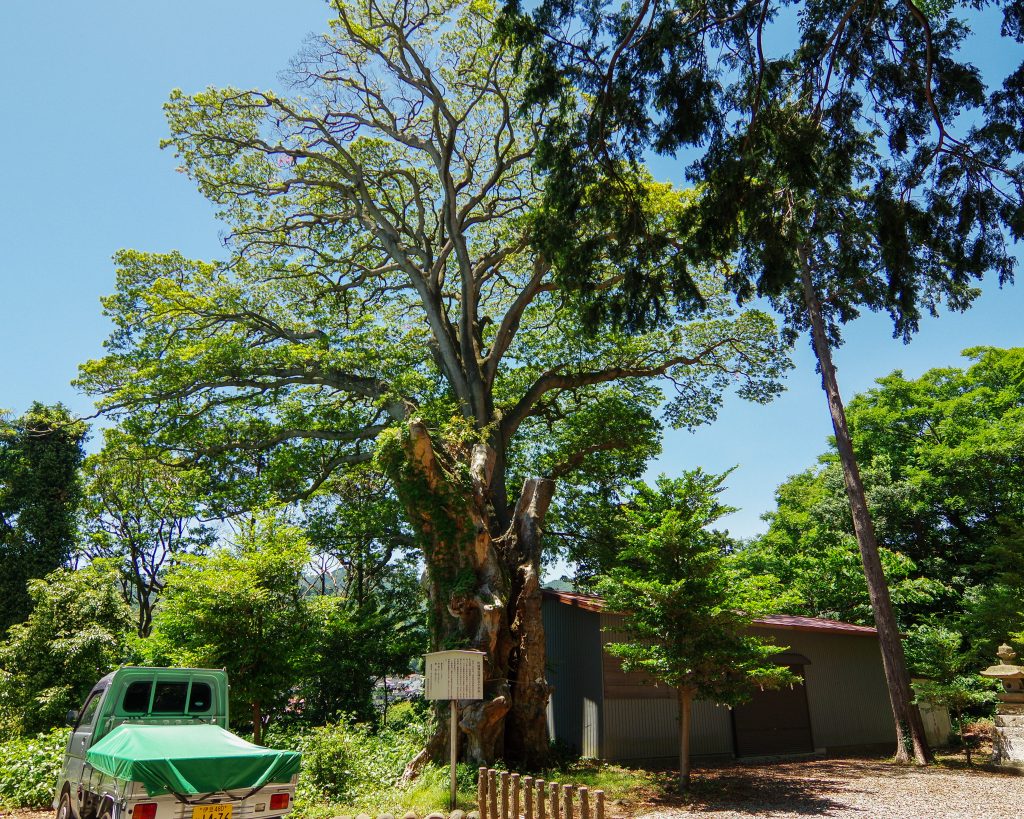 比波預天神ホルトの木