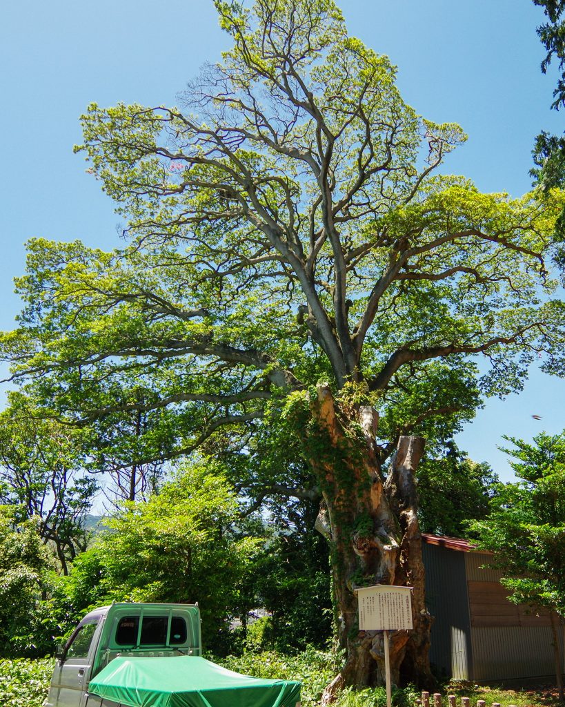 比波預天神ホルトの木