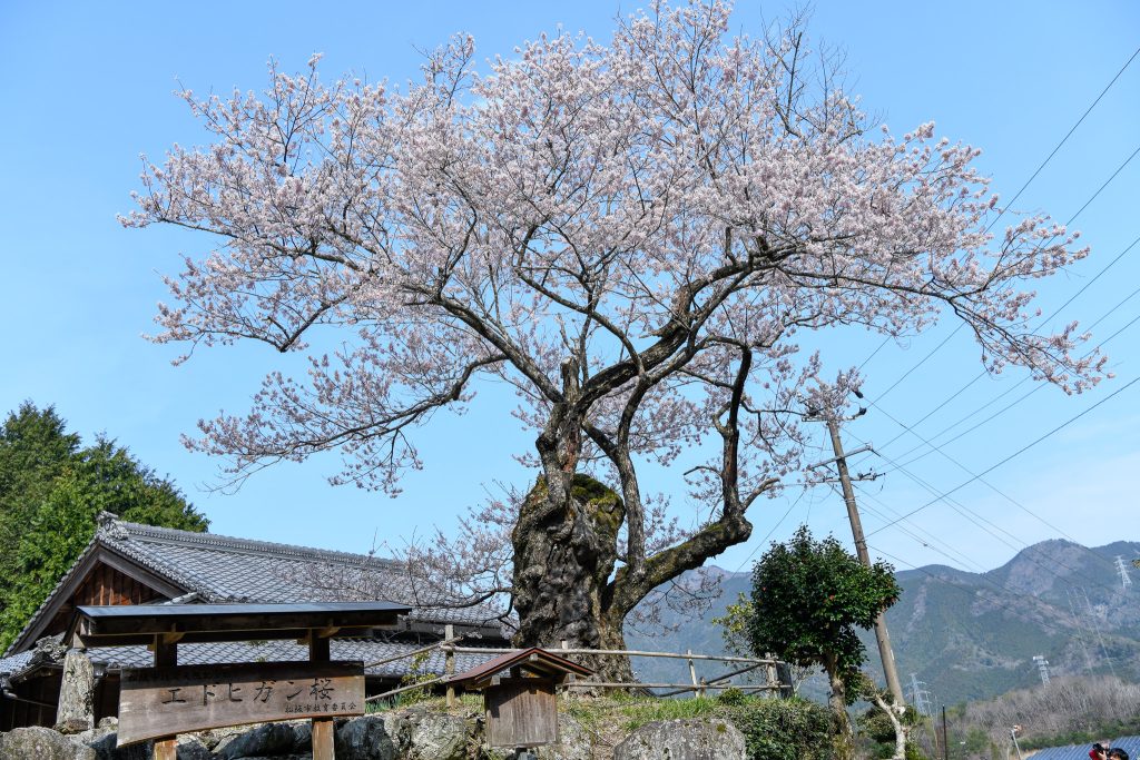 春谷寺のエドヒガン桜