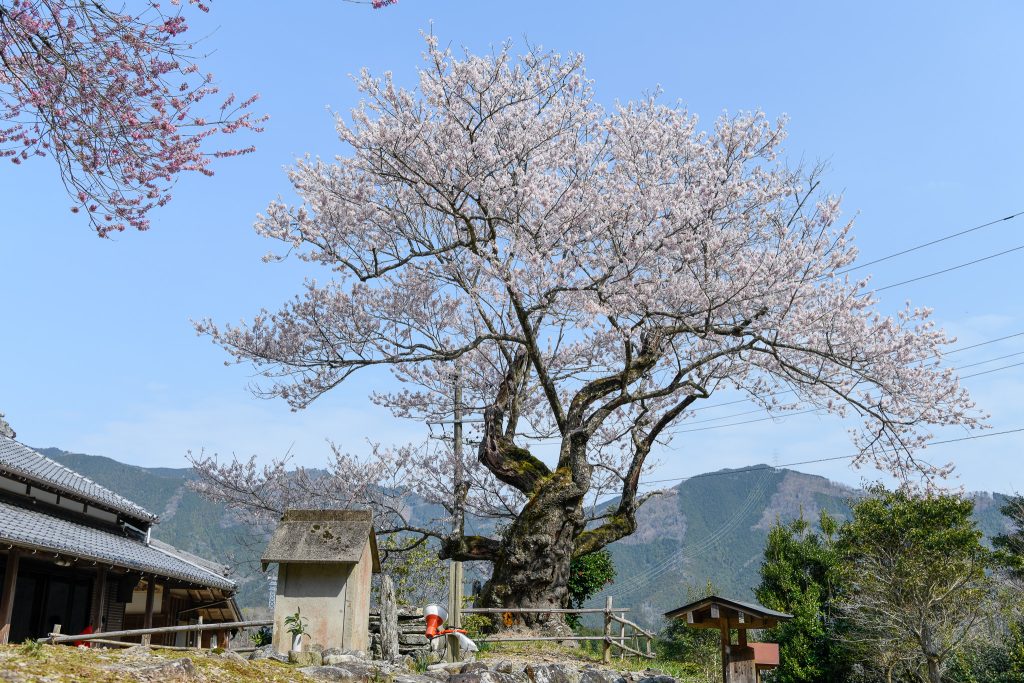 春谷寺のエドヒガン桜