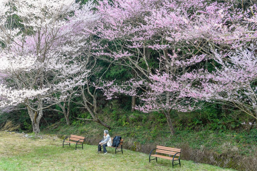 春谷寺のエドヒガン桜