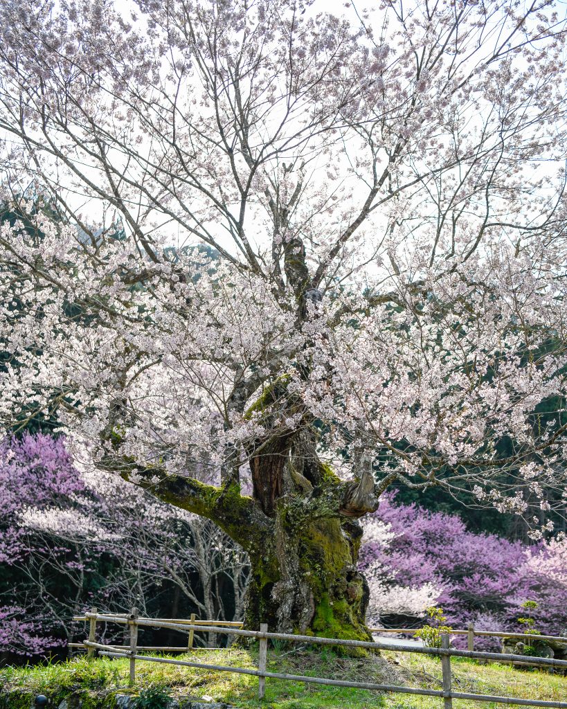春谷寺のエドヒガン桜