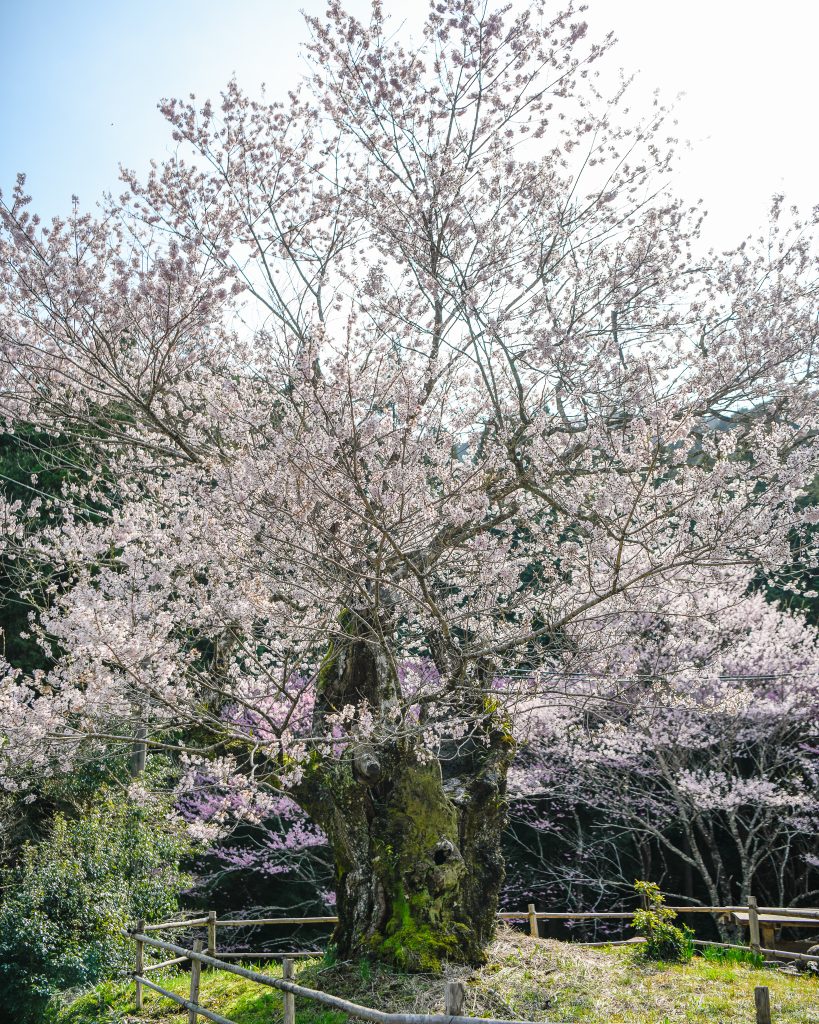 春谷寺のエドヒガン桜