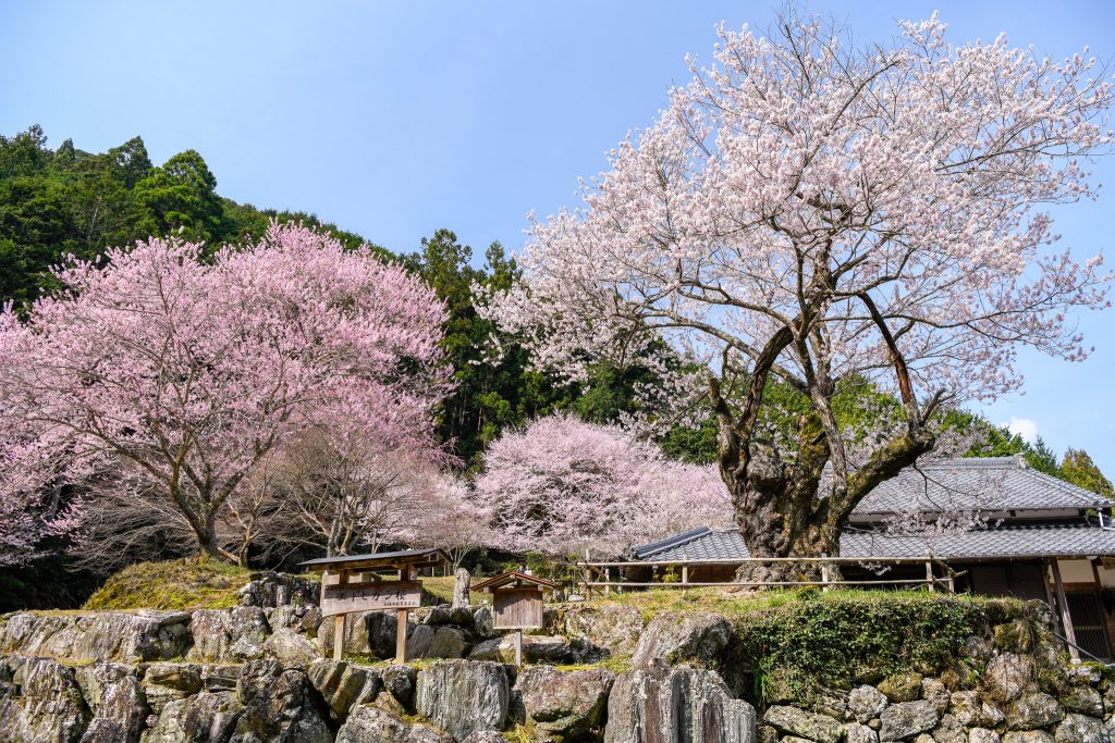 春谷寺のエドヒガン桜