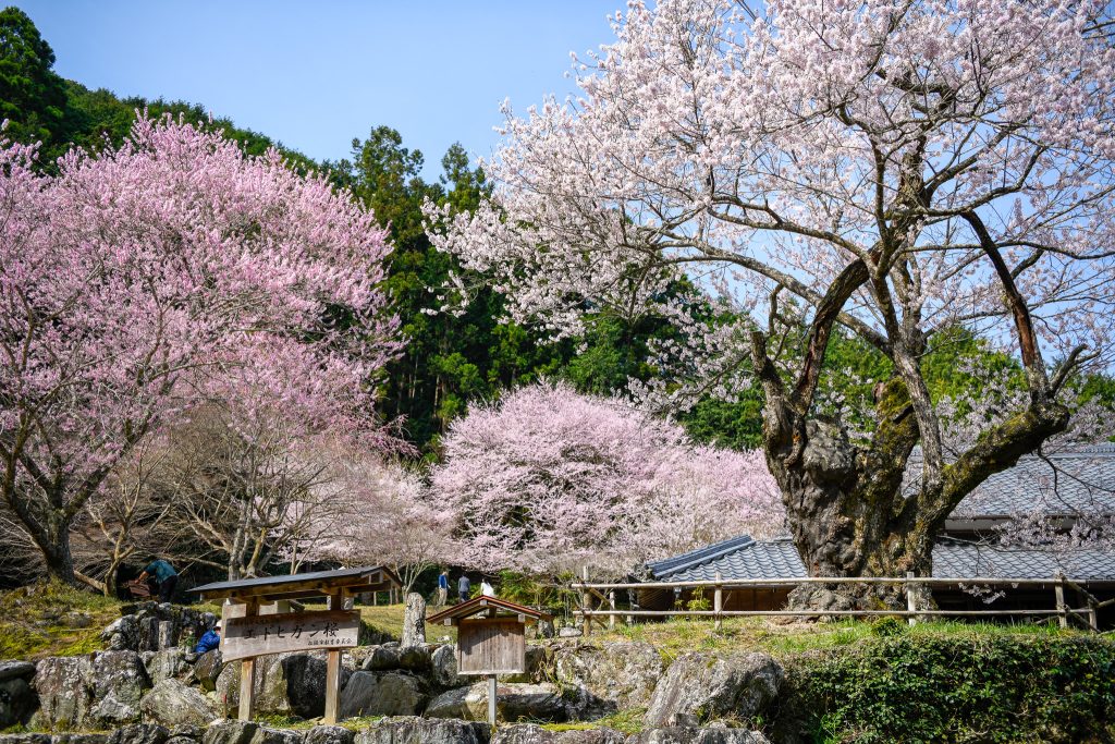 春谷寺のエドヒガン桜