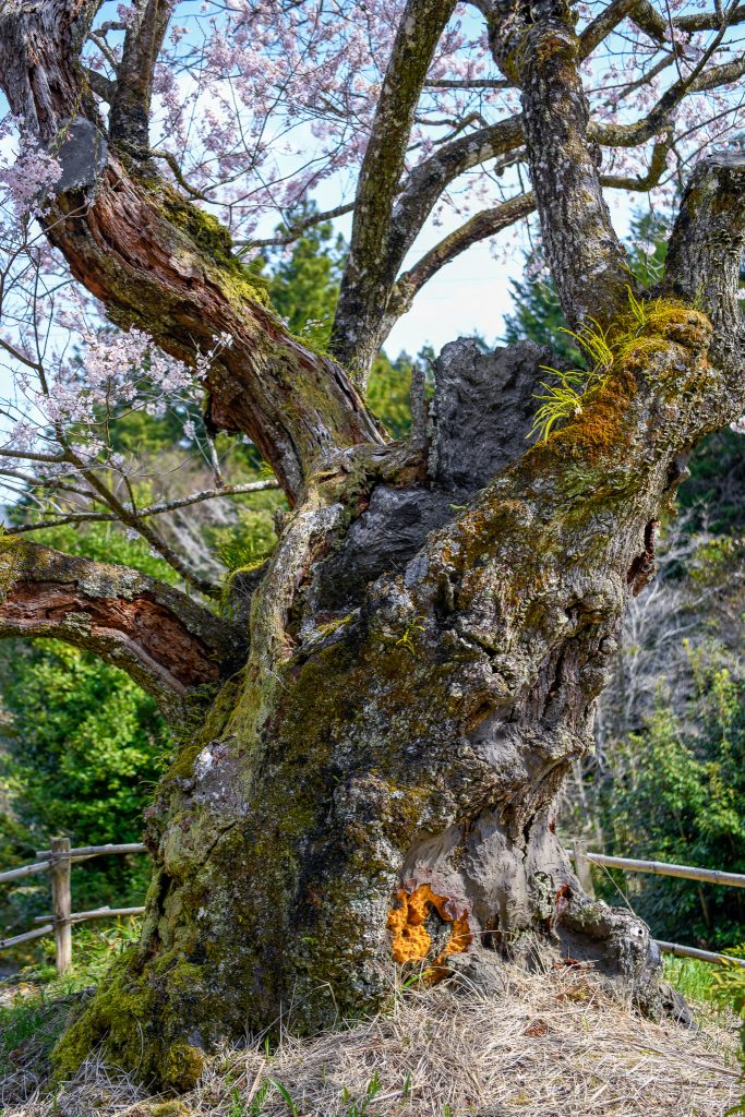 春谷寺のエドヒガン桜