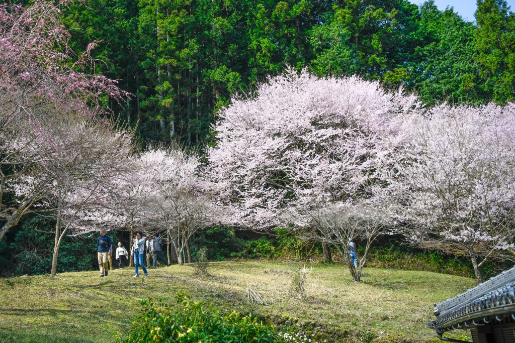 春谷寺のエドヒガン桜
