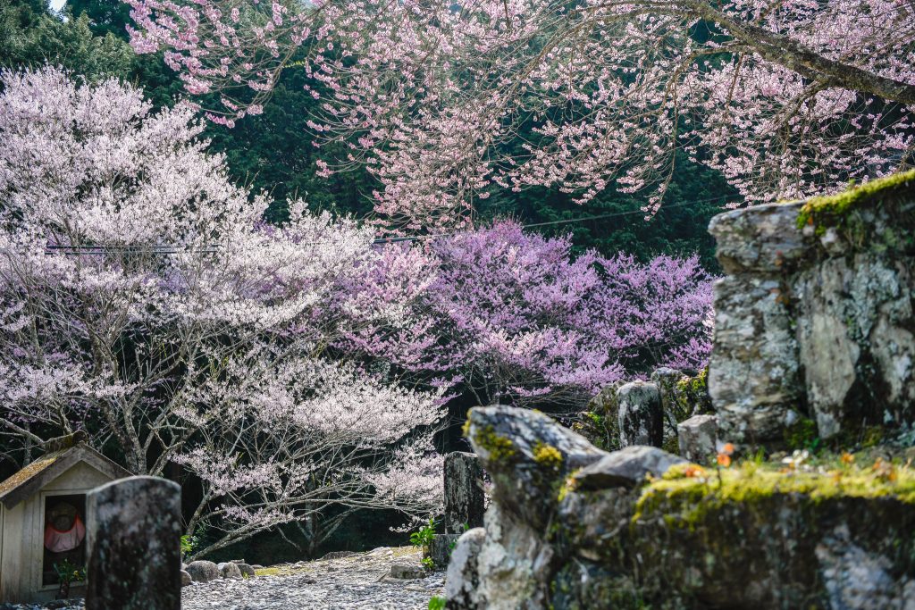春谷寺のエドヒガン桜