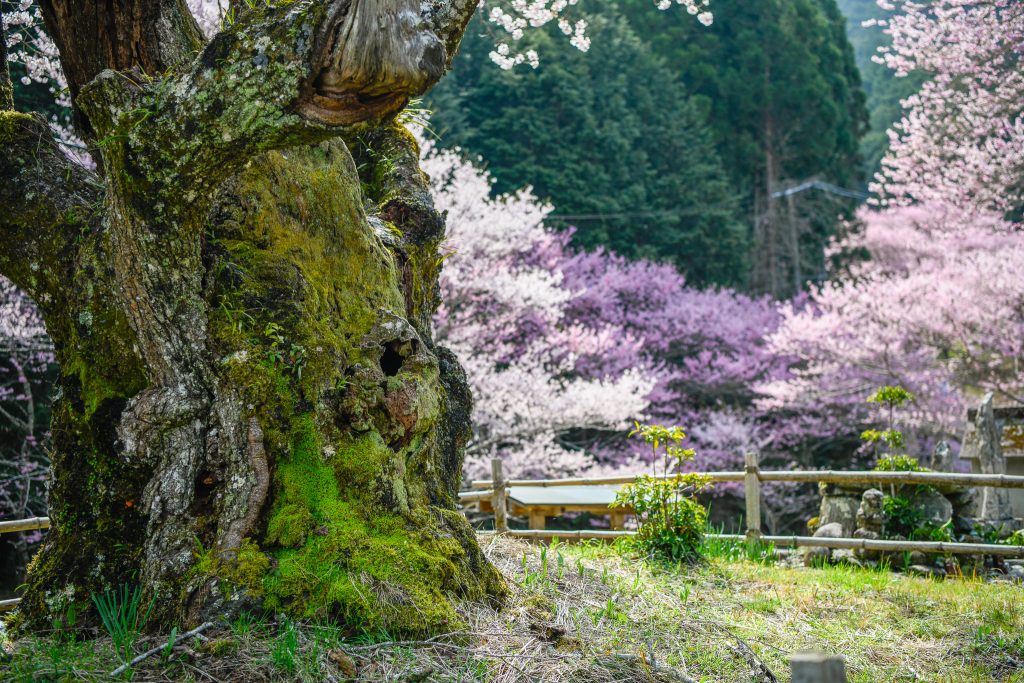 春谷寺のエドヒガン桜