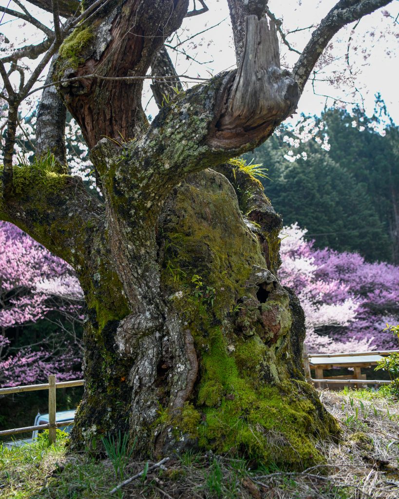 春谷寺のエドヒガン桜