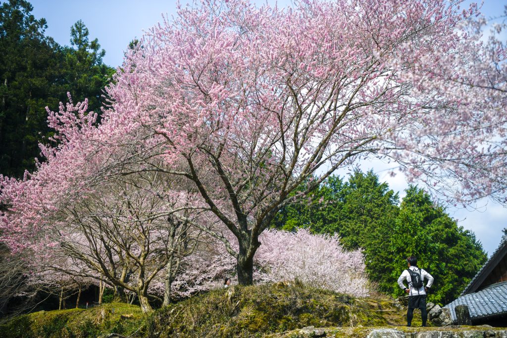 春谷寺のエドヒガン桜