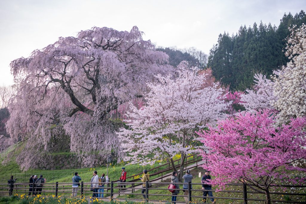 又兵衛桜(本郷の瀧桜)