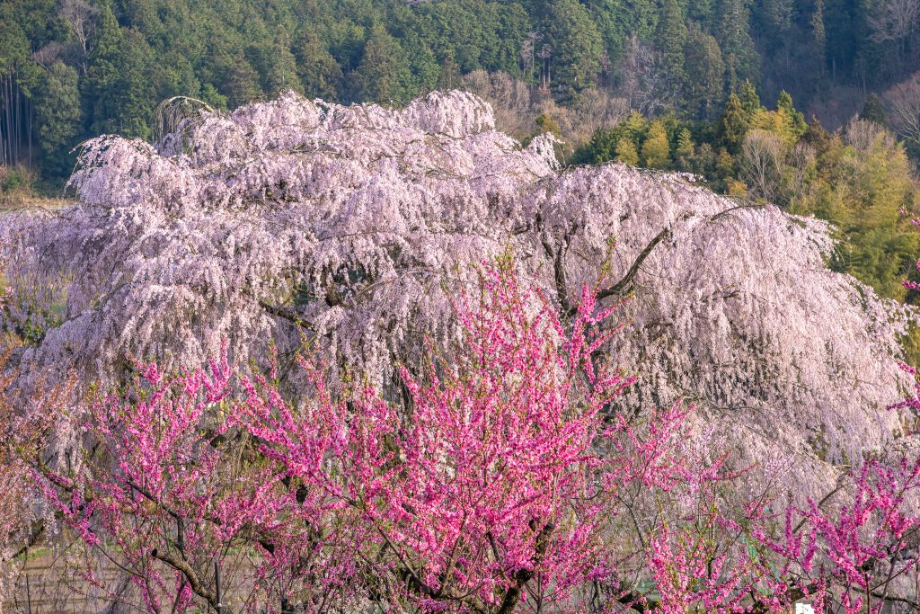 又兵衛桜(本郷の瀧桜)