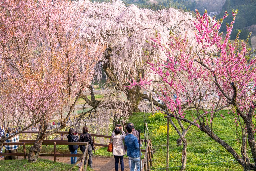 又兵衛桜(本郷の瀧桜)
