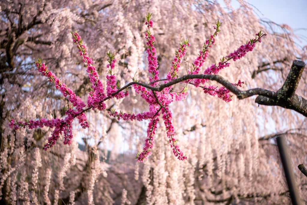 又兵衛桜(本郷の瀧桜)
