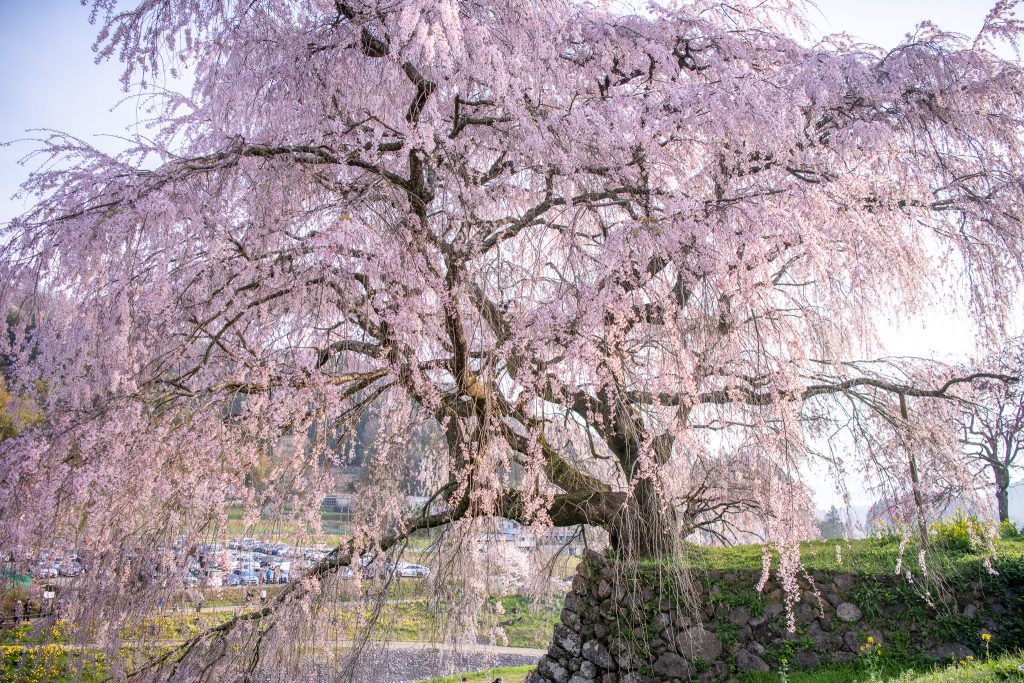 又兵衛桜(本郷の瀧桜)