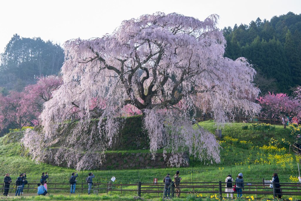 又兵衛桜(本郷の瀧桜)