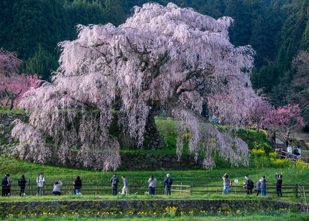 又兵衛桜(本郷の瀧桜)