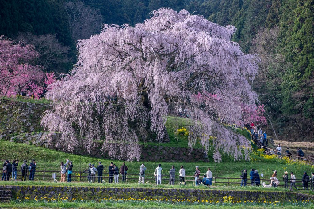 又兵衛桜(本郷の瀧桜)