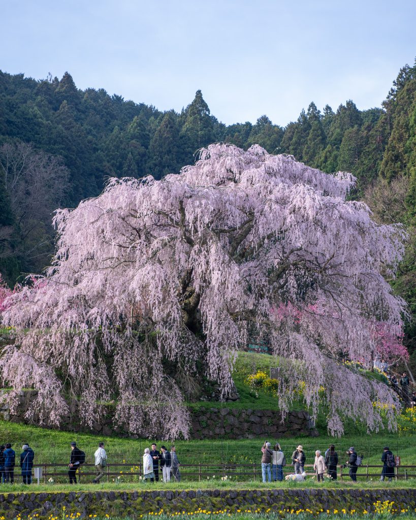 又兵衛桜(本郷の瀧桜)