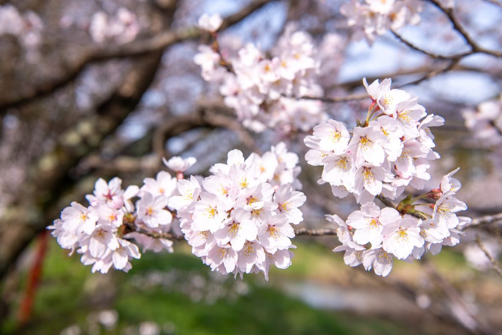 又兵衛桜(本郷の瀧桜)