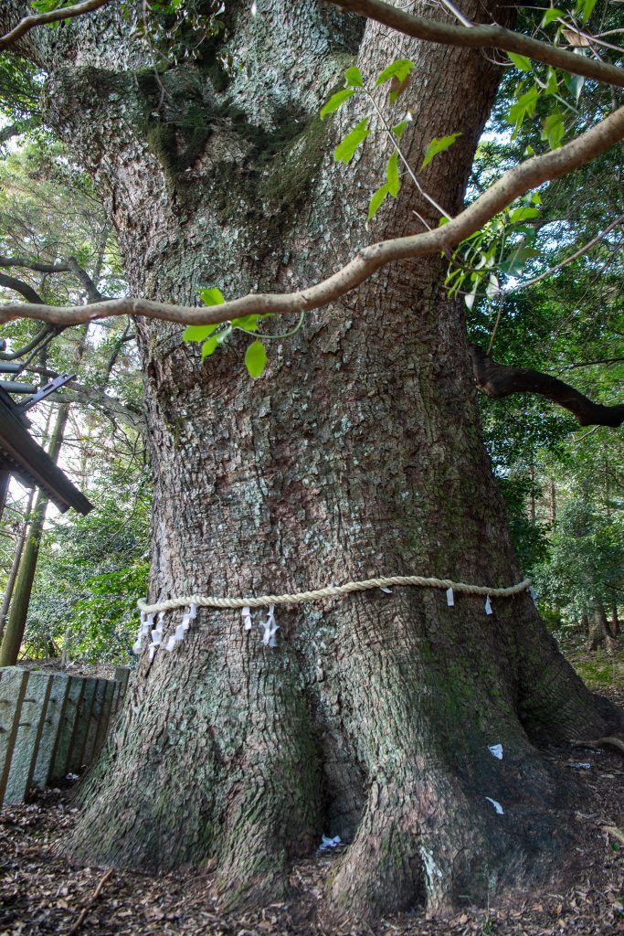 松山諏訪神社の大クス