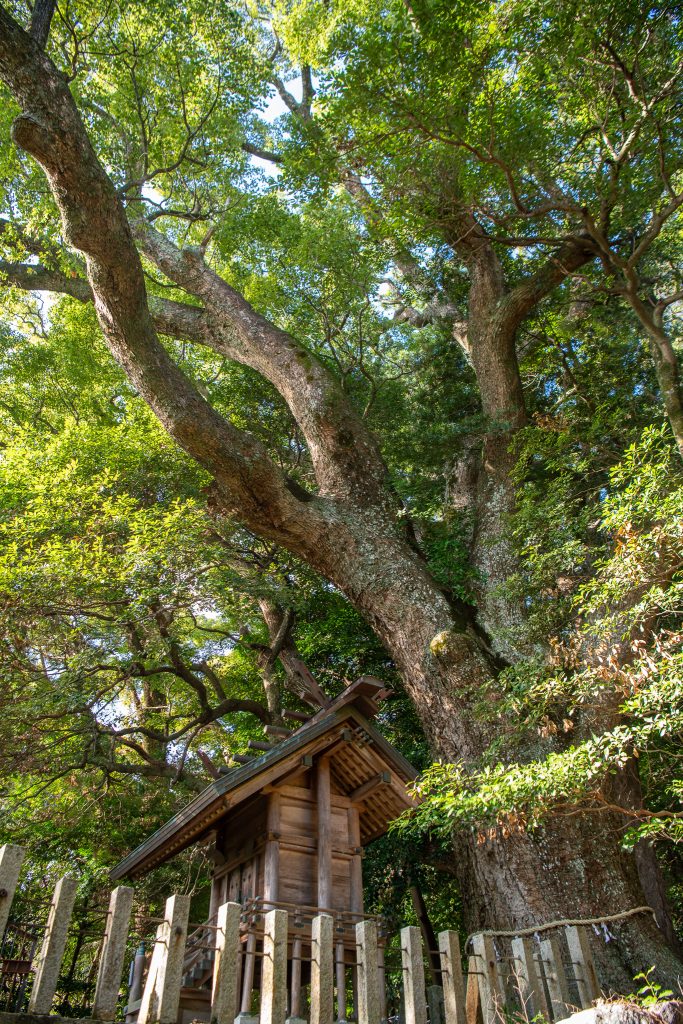 松山諏訪神社の大クス