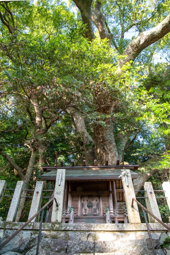 松山諏訪神社の大クス