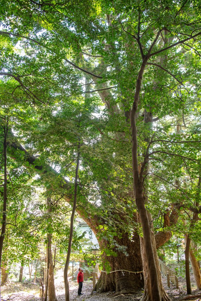 松山諏訪神社の大クス