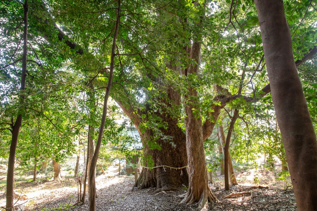 松山諏訪神社の大クス