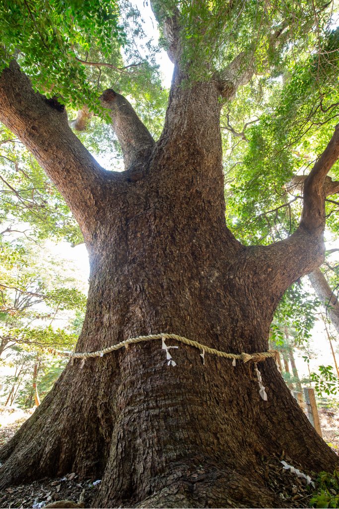 松山諏訪神社の大クス