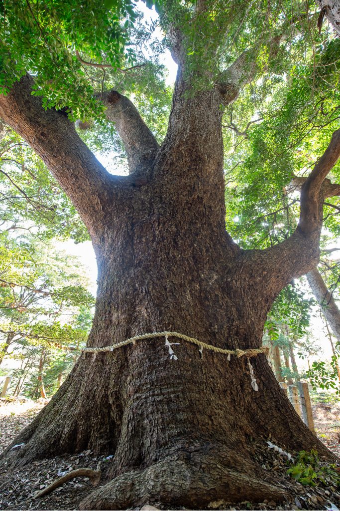 松山諏訪神社の大クス