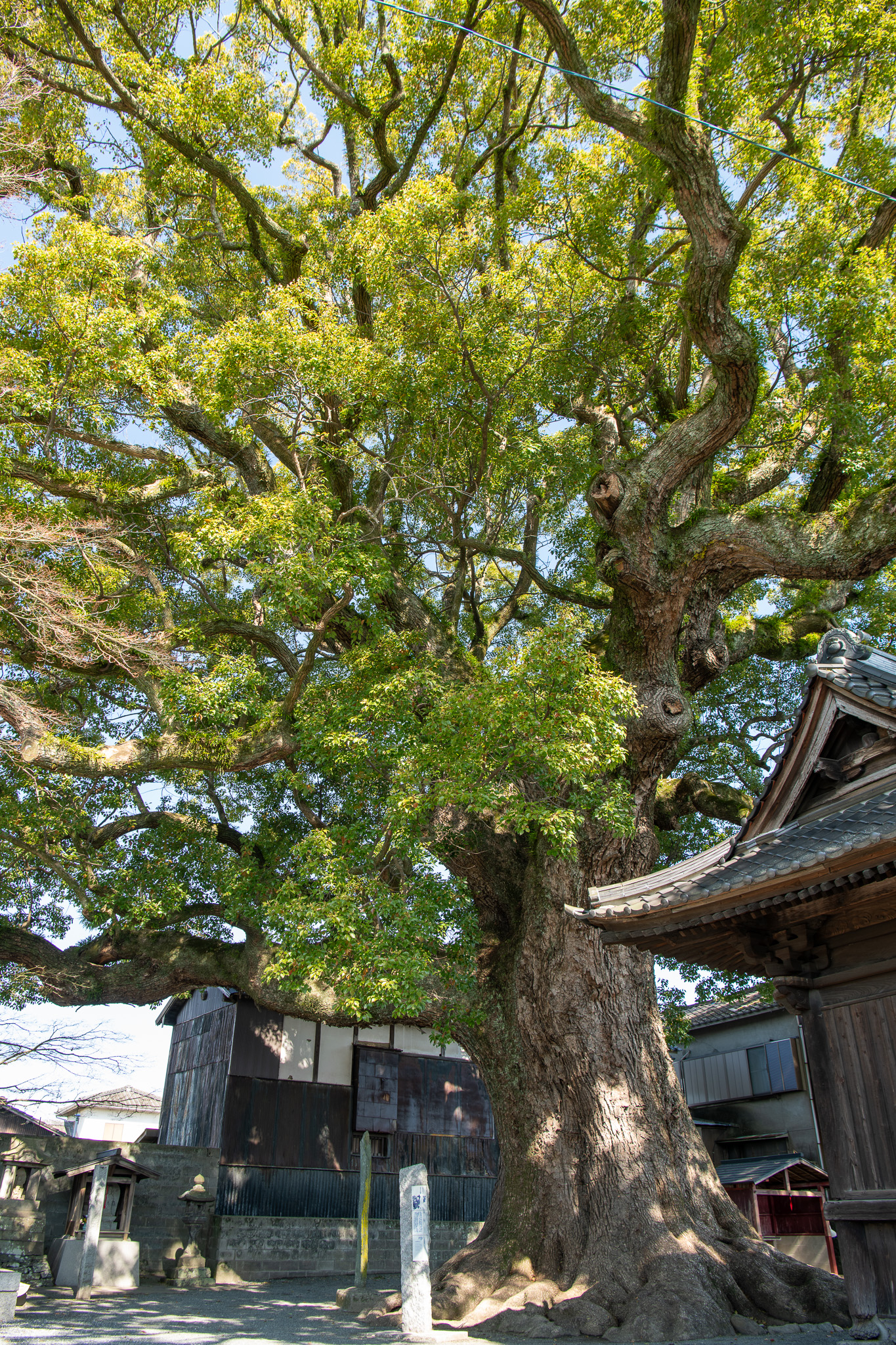 安長寺の大クス
